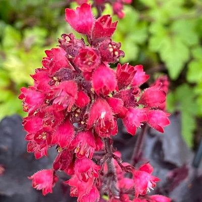 Heuchera 'Black Forest Cake'