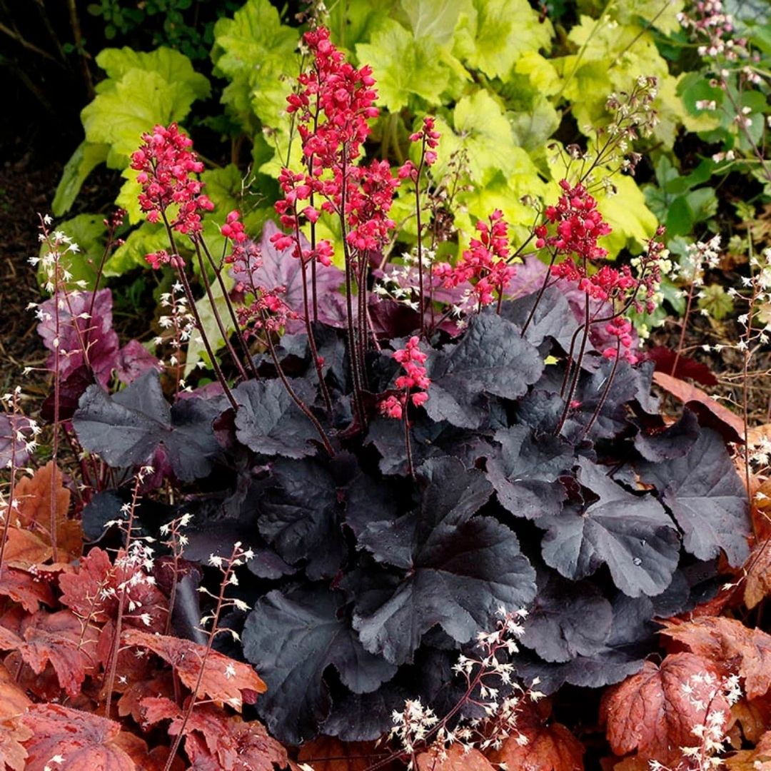 Heuchera 'Black Forest Cake'