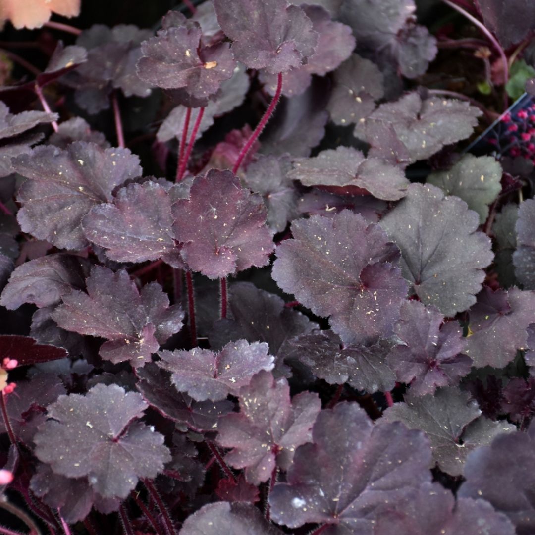 Heuchera 'Black Forest Cake'