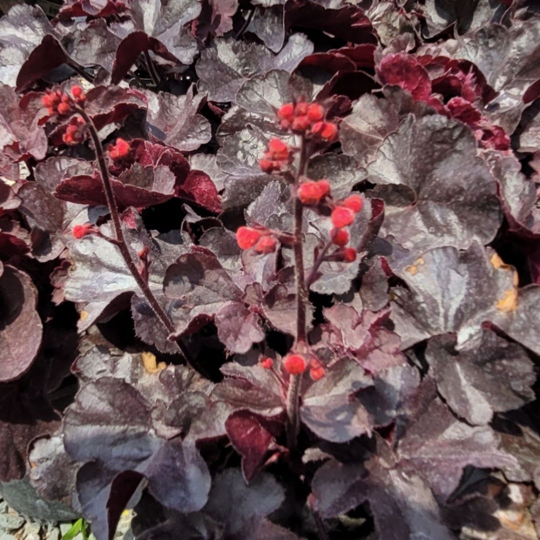 Heuchera 'Black Forest Cake'