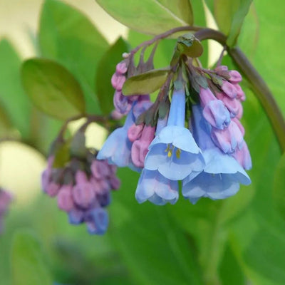 Mertensia virginica (Virginia Bluebells) *TB*