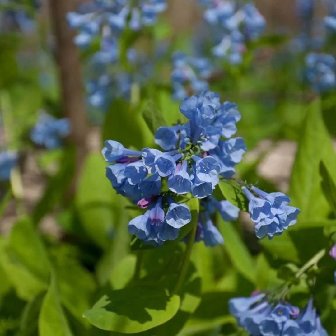 Mertensia virginica (Virginia Bluebells) *TB*