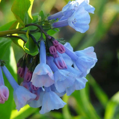 Mertensia virginica (Virginia Bluebells) *TB*