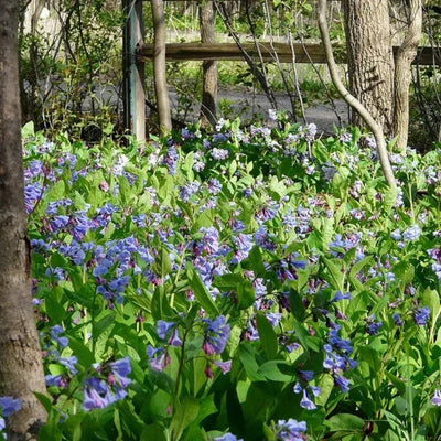 Mertensia virginica (Virginia Bluebells) *TB*