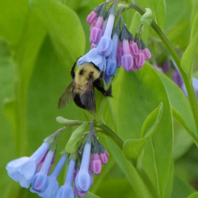 Mertensia virginica (Virginia Bluebells) *TB*