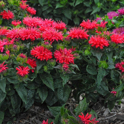 Monarda 'Pardon My Cerise' (PW)