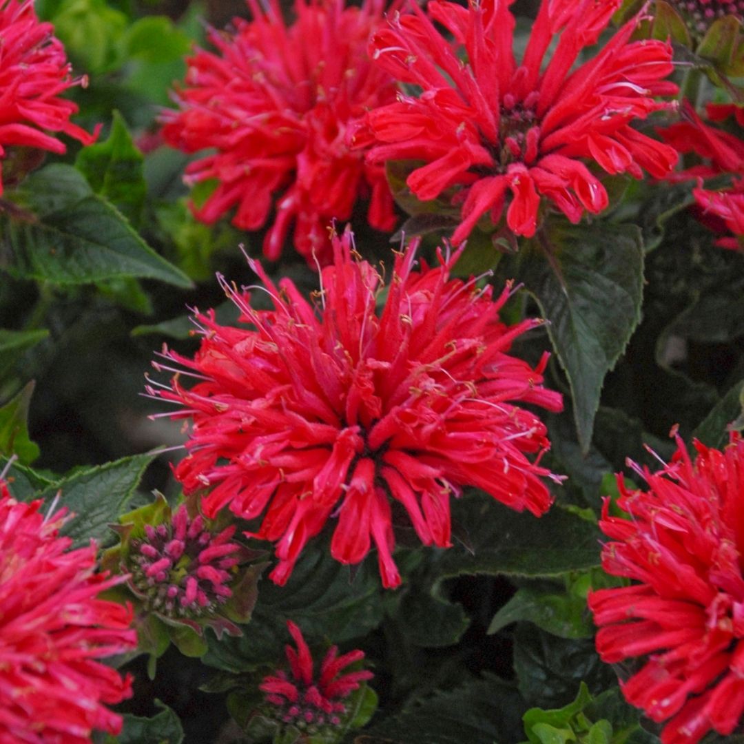 Monarda 'Pardon My Cerise' (PW)