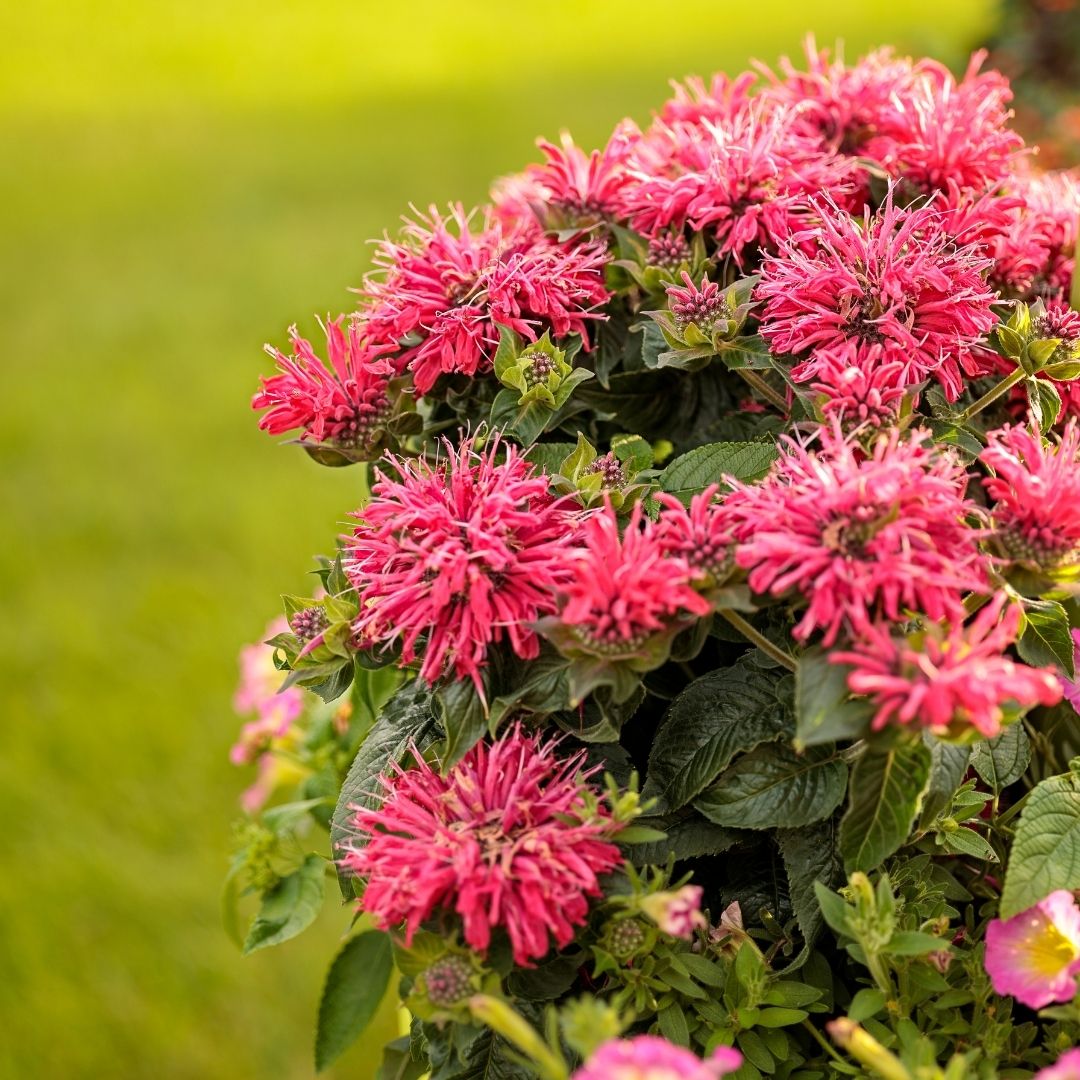 Monarda 'Pardon My Cerise' (PW)