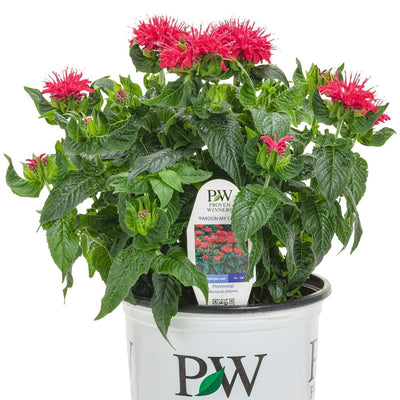 Monarda 'Pardon My Cerise' (PW)