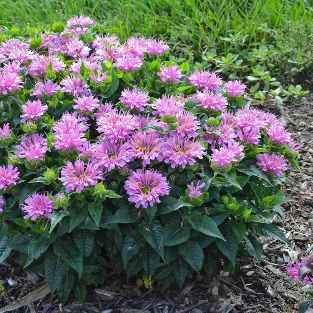 Monarda 'Pardon My Lavender II' (PW)