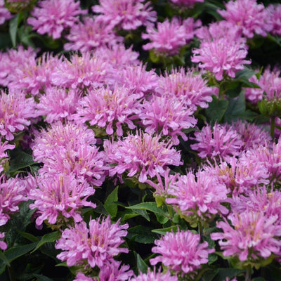 Monarda 'Pardon My Lavender II' (PW)