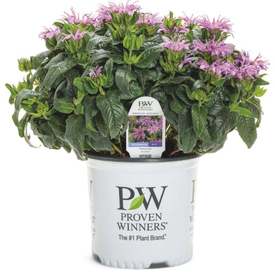 Monarda 'Pardon My Lavender II' (PW)