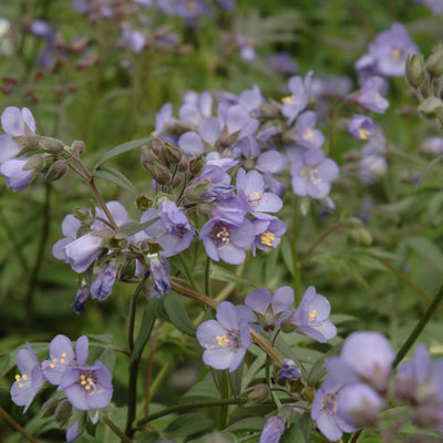 Polemonium 'Heaven Scent' (PW)