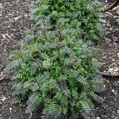 Polemonium 'Heaven Scent' (PW)