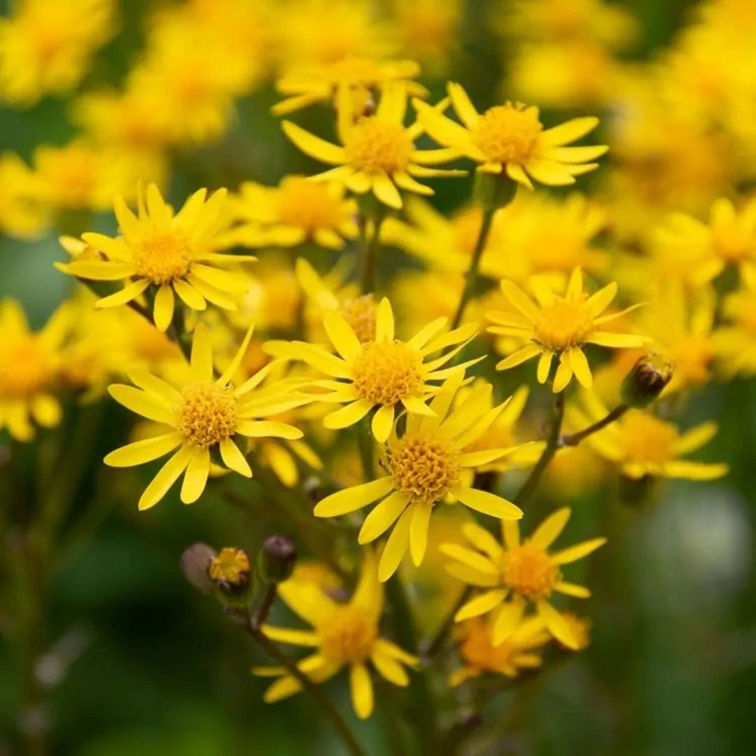 Packera aurea (Golden Ragwort) *TB*