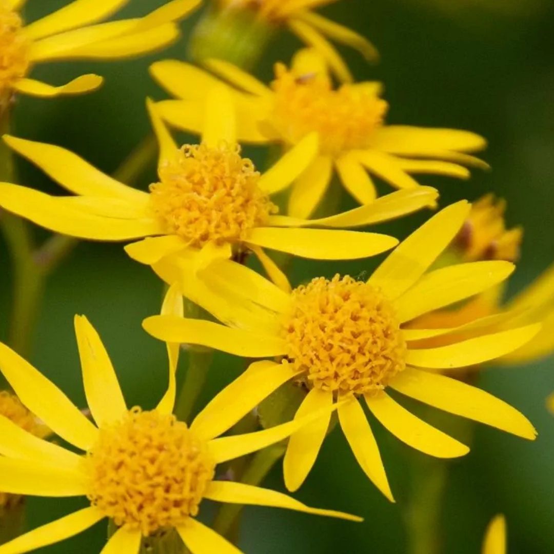 Packera aurea (Golden Ragwort) *TB*