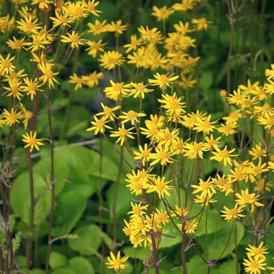 Packera aurea (Golden Ragwort) *TB*