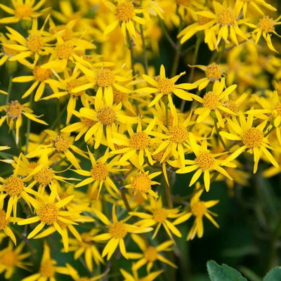 Packera aurea (Golden Ragwort) *TB*