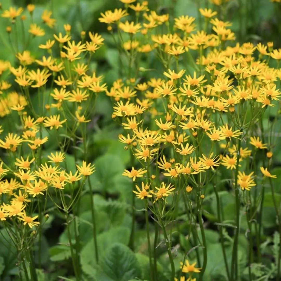 Packera aurea (Golden Ragwort) *TB*