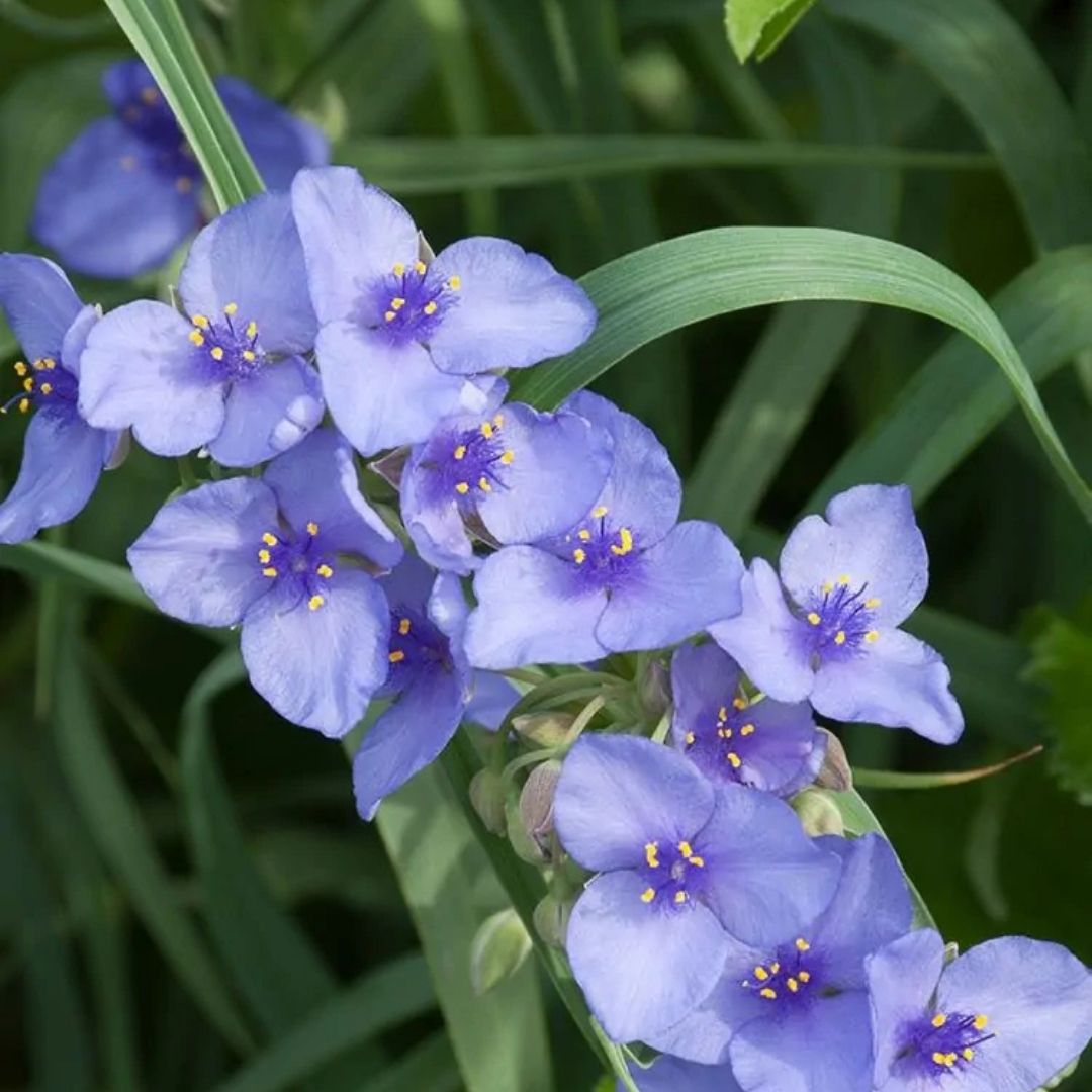 Tradescantia ohiensis (Ohio Spiderwort) *TB*