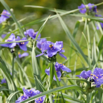 Tradescantia ohiensis (Ohio Spiderwort) *TB*