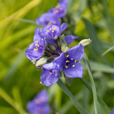 Tradescantia ohiensis (Ohio Spiderwort) *TB*