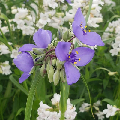 Tradescantia ohiensis (Ohio Spiderwort) *TB*