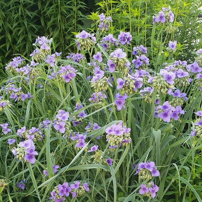 Tradescantia ohiensis (Ohio Spiderwort) *TB*