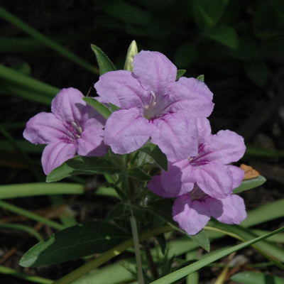 Ruellia humilis (Wild Petunia)