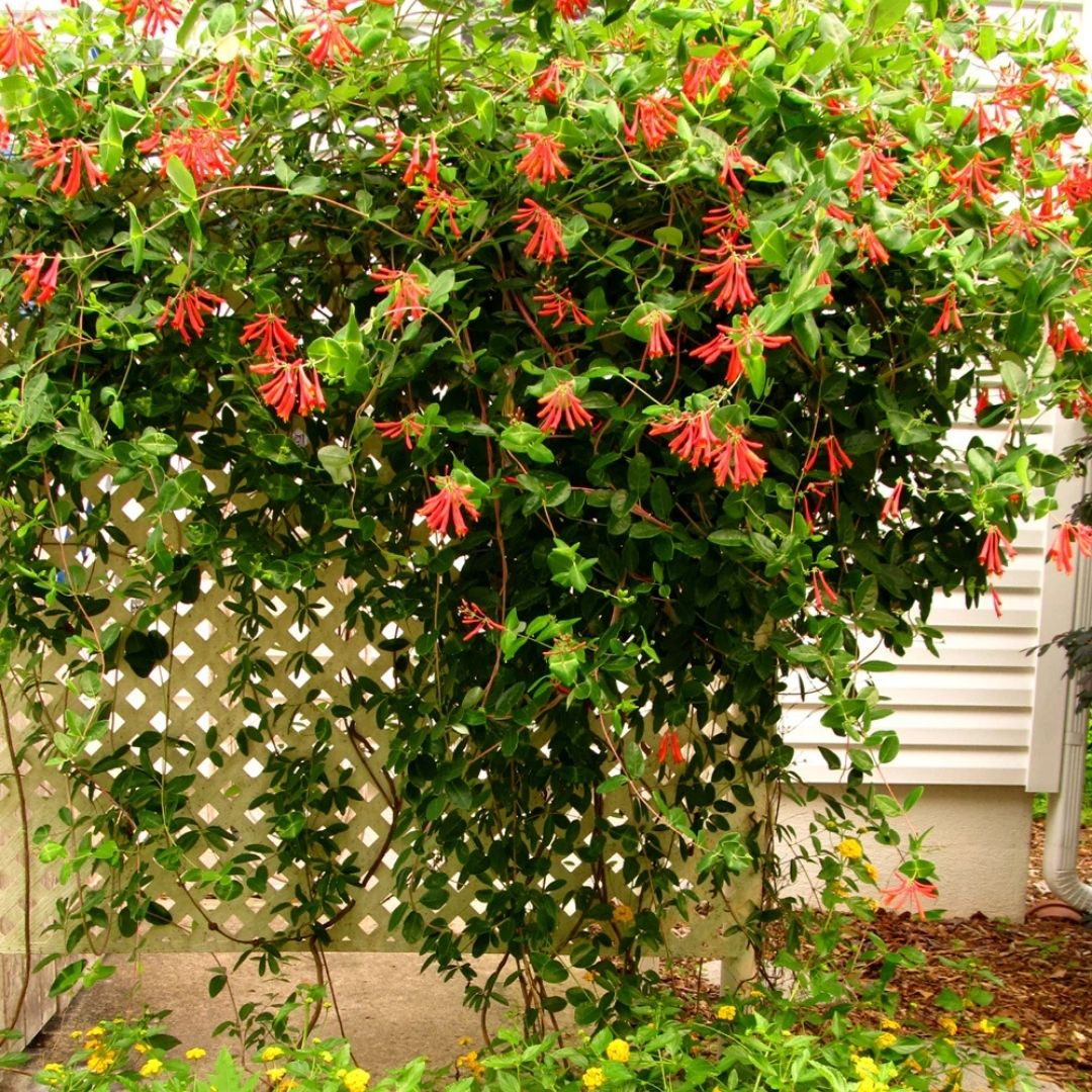 VINE - Lonicera 'Alabama Crimson'