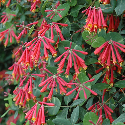 VINE - Lonicera 'Alabama Crimson'