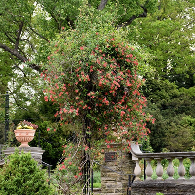 VINE - Lonicera 'Alabama Crimson'