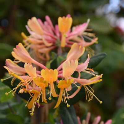 VINE - Lonicera 'Goldflame'