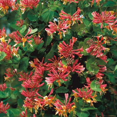 VINE - Lonicera 'Goldflame'