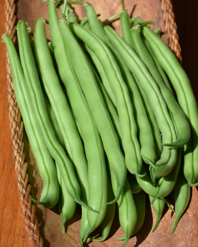 VEG - Bean - 'Blue Lake Bush' Bean