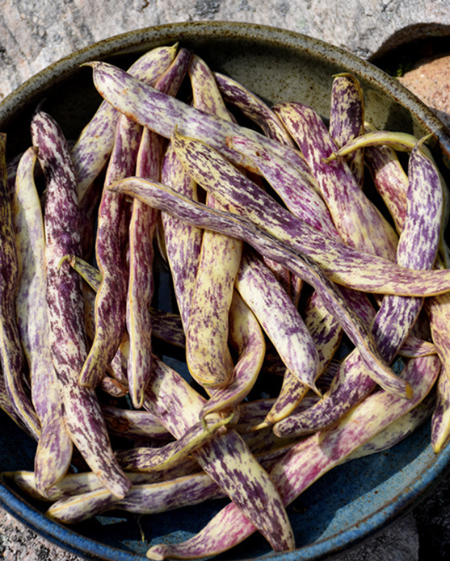 VEG - Bean Heir. - 'Dragon Tongue' Bush Bean