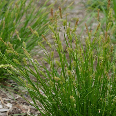 Grass - Carex cherokeensis (Cherokee Sedge) *TB*