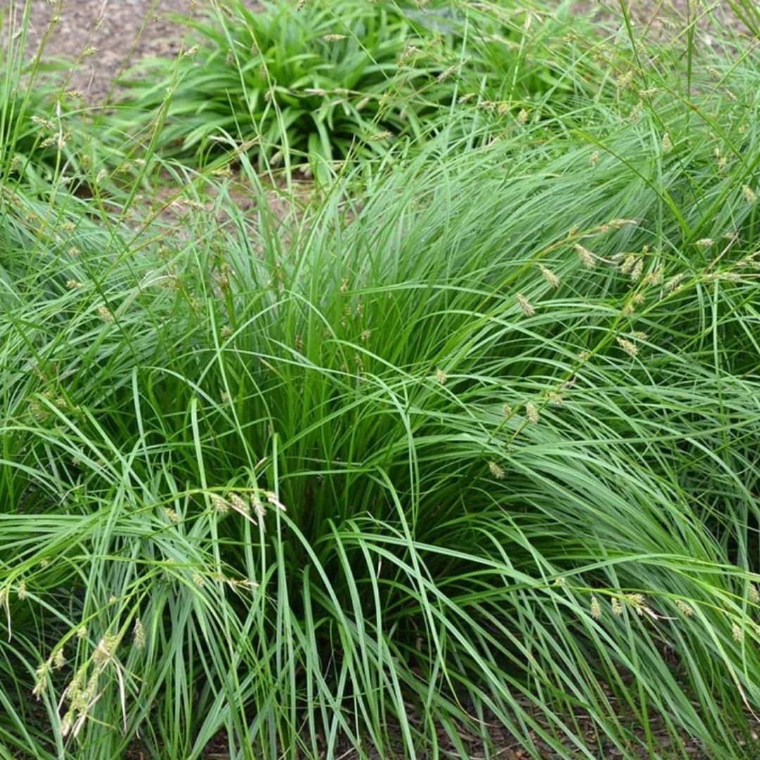 Grass - Carex cherokeensis (Cherokee Sedge) *TB*