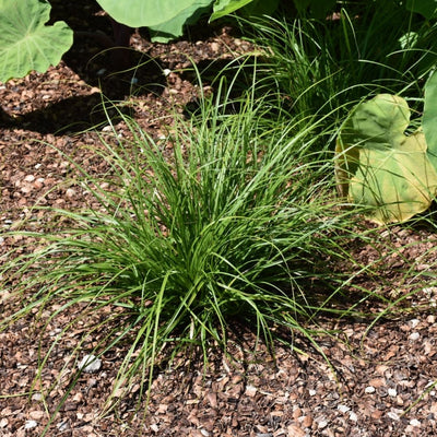 Grass - Carex cherokeensis (Cherokee Sedge) *TB*