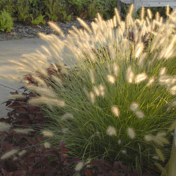 Grass - Pennisetum 'Hameln'