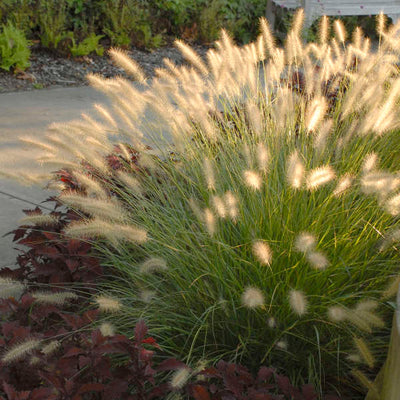 Grass - Pennisetum 'Hameln'