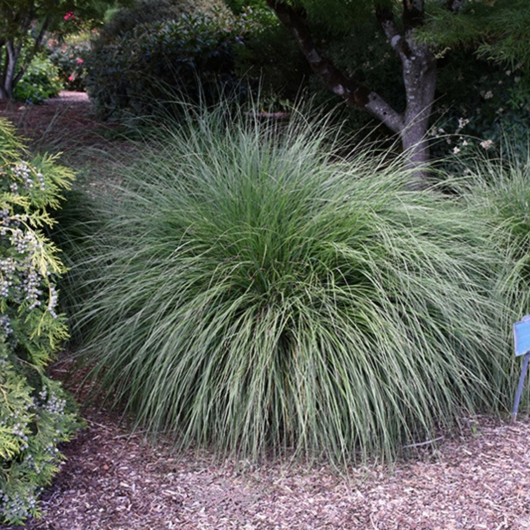 Grass - Pennisetum 'Hameln'