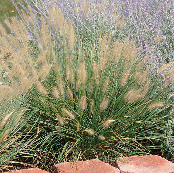 Grass - Pennisetum 'Hameln'