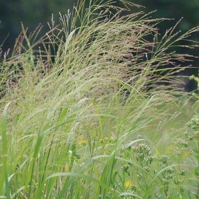 Grass - Panicum virgatum (Switch Grass) *TB*