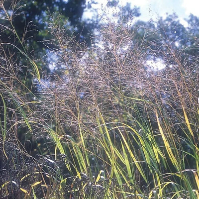 Grass - Panicum virgatum (Switch Grass) *TB*