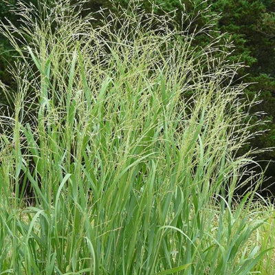 Grass - Panicum virgatum (Switch Grass) *TB*