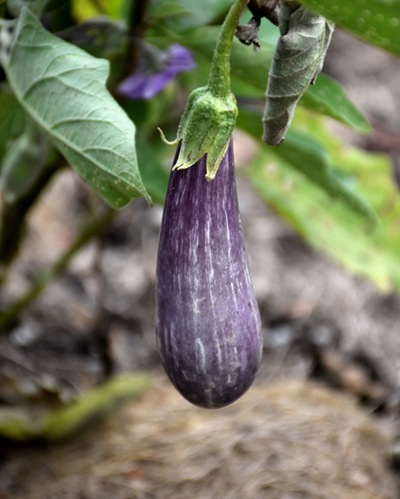 VEG - Eggplant Prem. - Fairytale