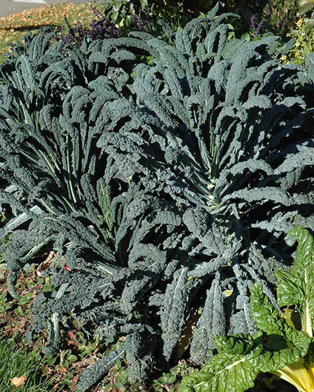 VEG - Kale - Dinosaur (Lacinato)