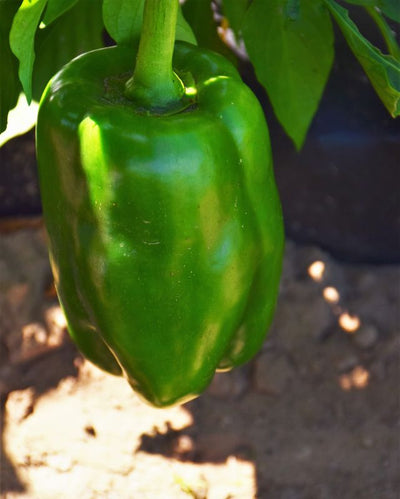 VEG - Pepper Prem. - Big Bertha