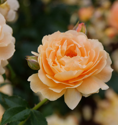 Rose shrub 'At Last' (PW)